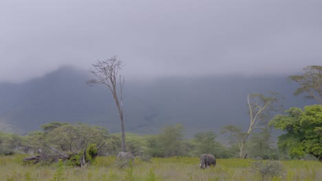 Eine-Herde-Elefanten