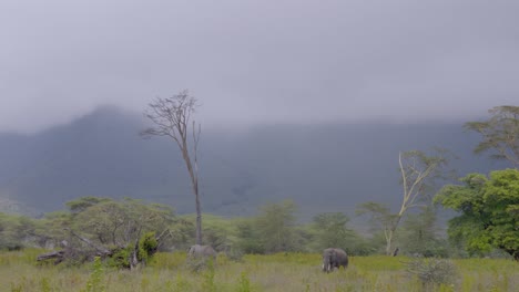 a herd of elephants