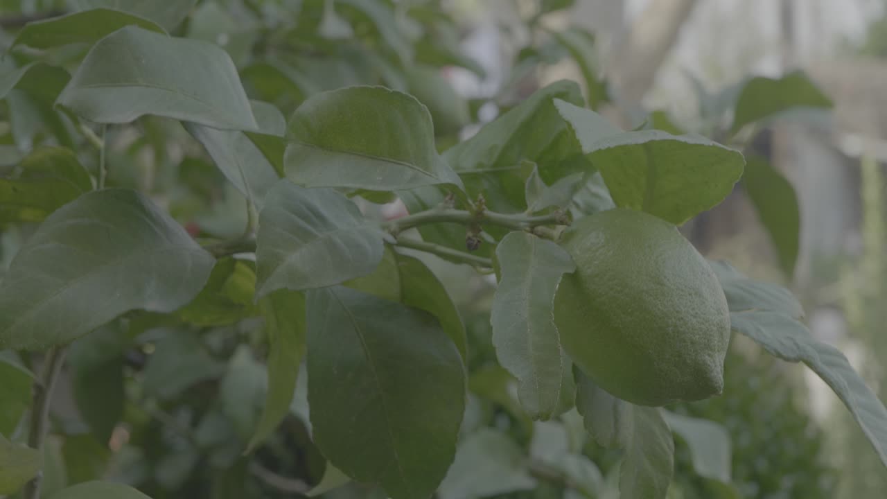 un limón cuelga de un árbol