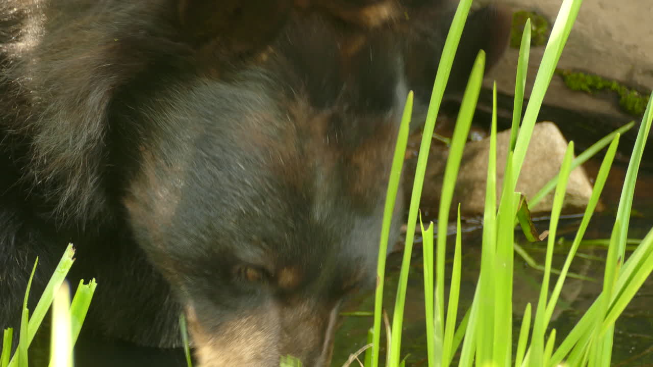 primer plano de un oso negro salvaje alimentándose de briznas de hierba en las orillas de los ríos