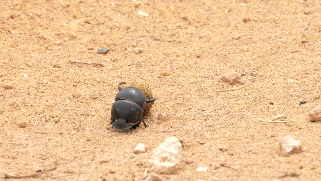 A female dung beetle rolls a dung ball across the red dirt of Addo Elephant Park, South Africa