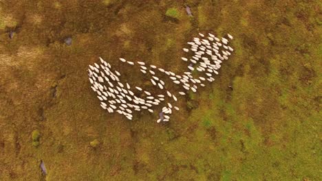 aerial view of a sheep flock in a field