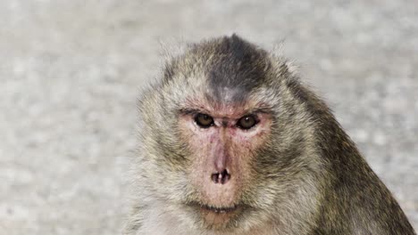 curious monkey looks at the camera and turns his head