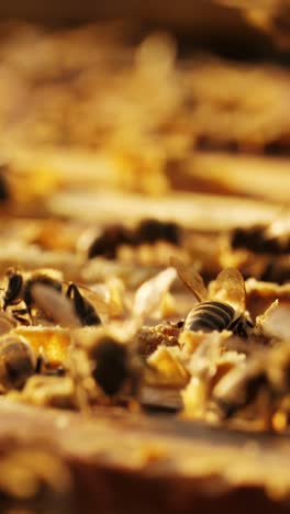 bees on honeycomb