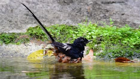 White-rumped-Shama-bathing-in-the-forest-during-a-hot-day,-Copsychus-malabaricus,-in-Slow-Motion