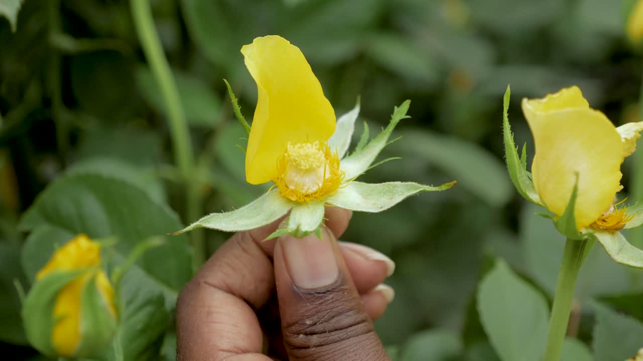 Pollen from a flower's anthers