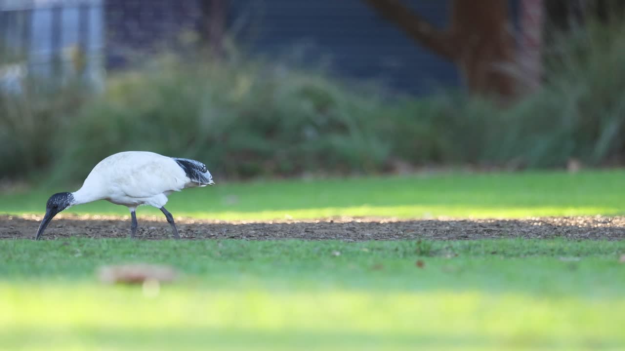 이비스가 잔디에서 고 먹이를 찾고 있습니다.