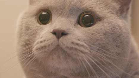 close-up of a british shorthair cat