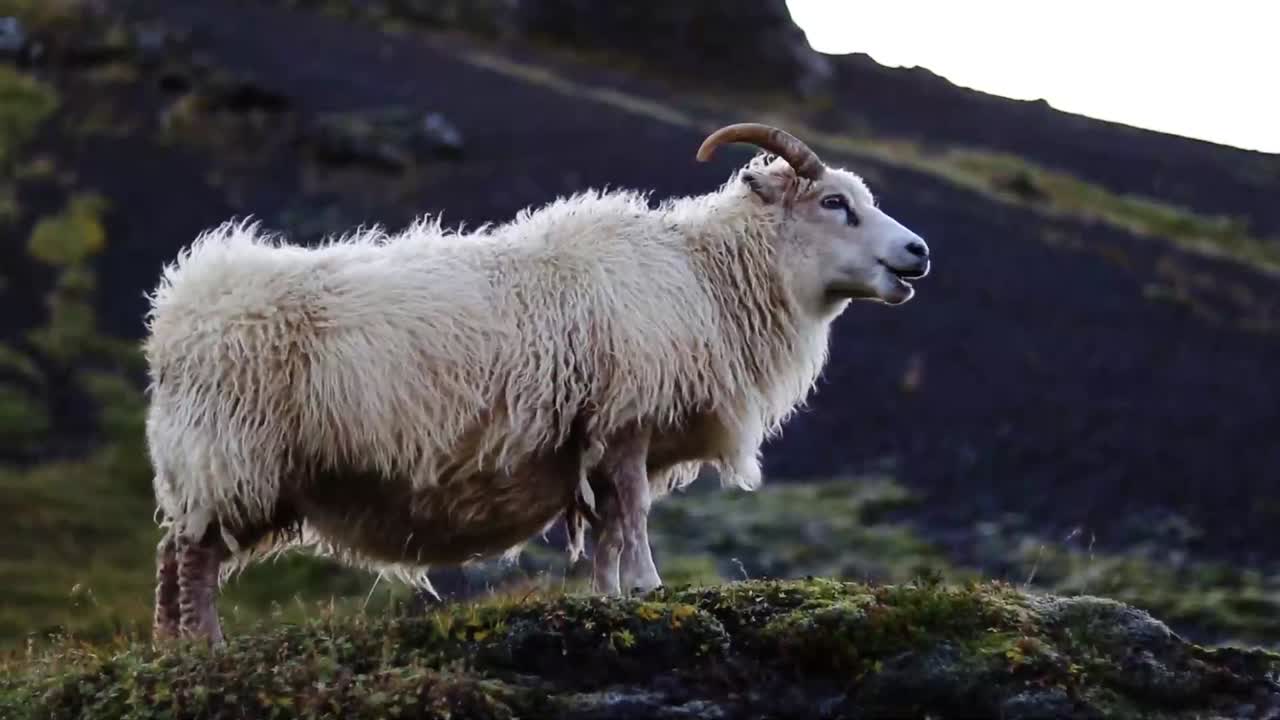 ovejas islandesas blancas pastando con una montaña al fondo en islandia mientras el viento sopla sobre su lana