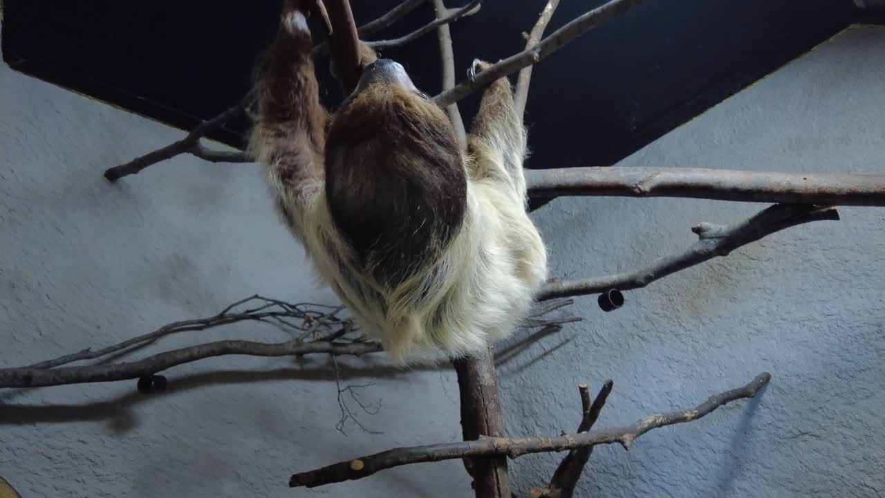 alimentación manual de batatas perezosas en el santuario