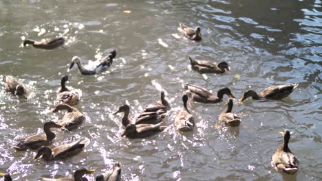 Los-Patos-En-El-Agua-Son-Alimentados