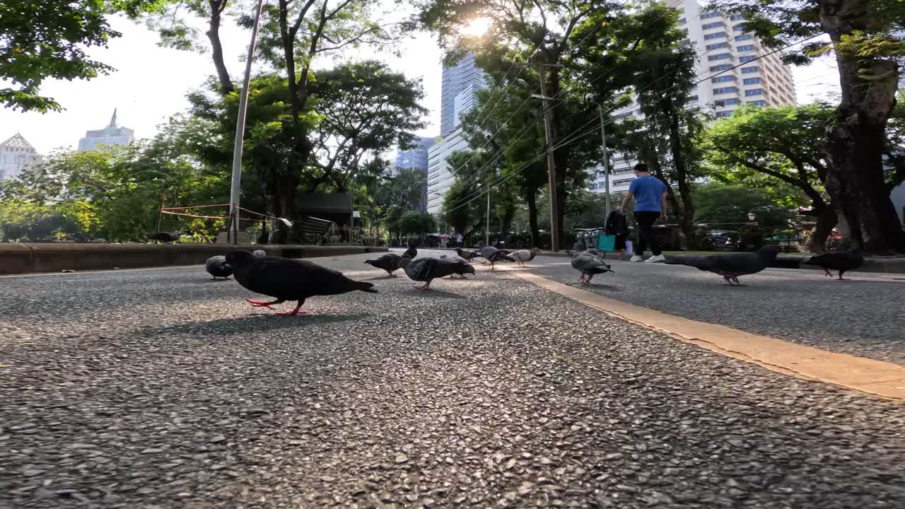 새와 사람들은 평화로운 도시 공간을 공유합니다.