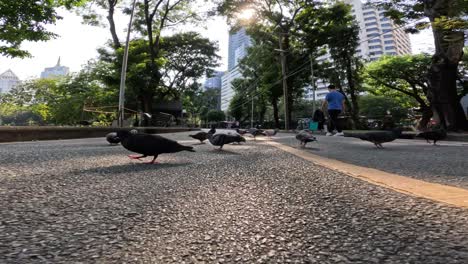 aves y personas que comparten un espacio urbano pacífico