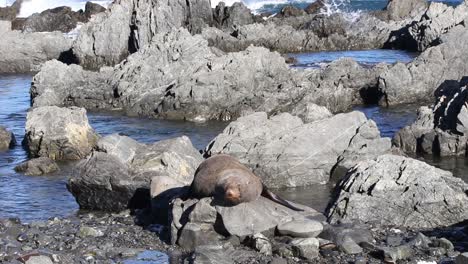 a wide shot of a fur seal sleeping on a rock