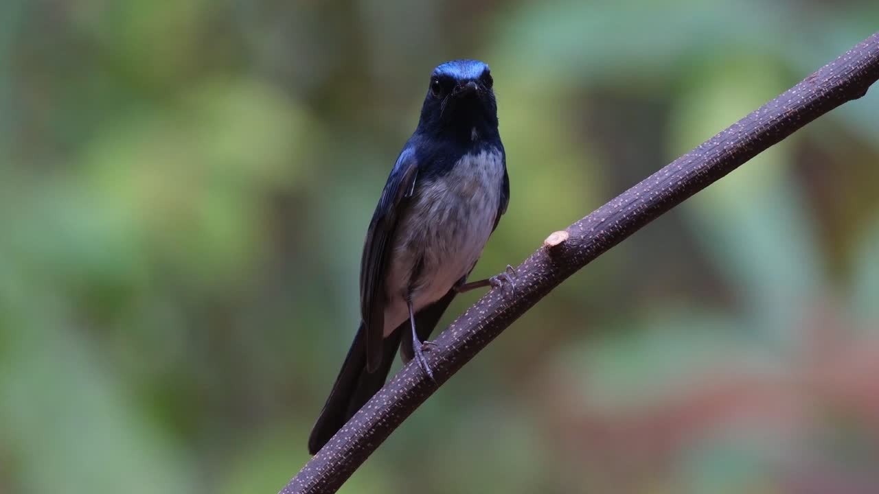 La cámara se aleja mientras mira hacia la cámara, Papamoscas azul de Hainan (Cyornis hainanus), Tailandia