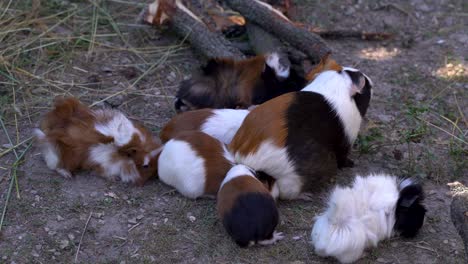 guinea pig family with mother and kids in outdoor area