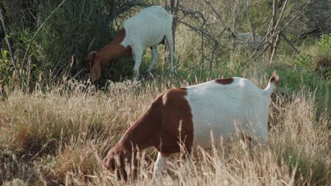 Las-Cabras-Comen-Hierba-Al-Aire-Libre,-Las-Cabras-Son-Miembros-De-La-Familia-De-Animales-Bovidae,-El-Entorno-Natural-Durante-El-Día-Del-Sol,-El-Concepto-De-Animales-Domesticados