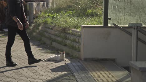 crow playing with stray cat