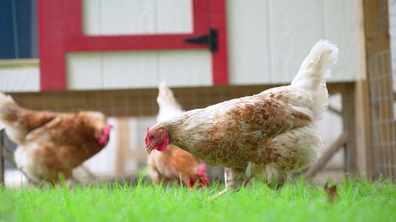 3 pollos en libertad fuera del golpe picando en la hierba en el patio trasero en casa en una zona agrícola rural en los estados unidos en el verano