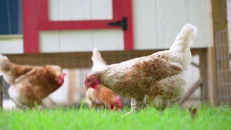 3-Chickens-Free-Range-Outside-the-coup-pecking-in-the-grass-in-the-backyard-at-home-in-a-rural-farming-area-in-the-United-States-in-the-summer