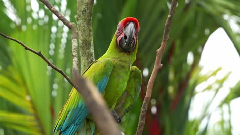 Exotic-great-green-macaw-with-red-forehead-perched-on-tree-branch,-wondering-around-the-surroundings-and-spread-its-wings-and-fly-away,-close-up-shot