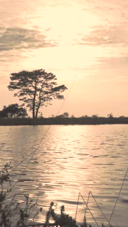 serene sunset over a lake with a solitary tree