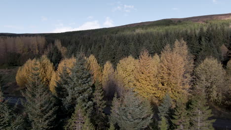 Metraje-Lento-Sobre-El-Colorido-Bosque-De-Pinos-Otoñales