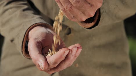 il contadino ispeziona il suo raccolto con le mani che tengono i semi di grano maturi.