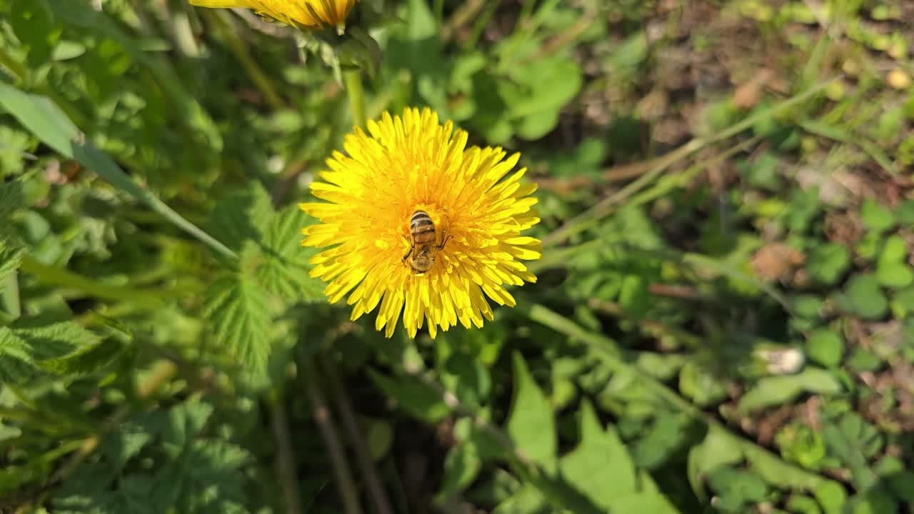 Close-up of honeybee gathering pollen on yellow dandelion in slow motion – sunny spring day