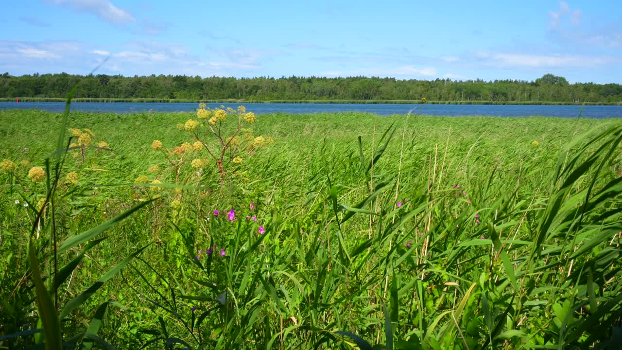 은 여름 날 배경 에 호수 를 가로지르는 초록색 갈대