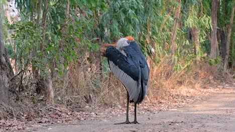 Un-Gran-Pájaro-De-La-Familia-De-Las-Cigüeñas-Común-En-El-Sur-De-Asia-Y-Ahora-En-Peligro-De-Extinción-Debido-A-La-Pérdida-De-Hábitat