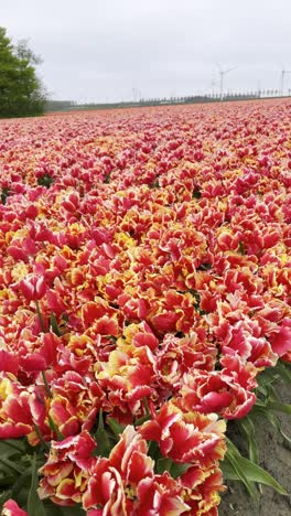a vibrant tulip field with a variety of colorful, blooming flowers under a cloudy sky