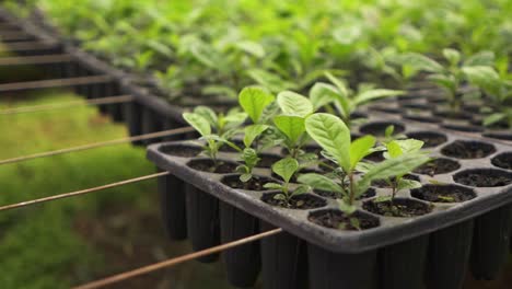 various stages of yerba mate growth in a seed tray, macro