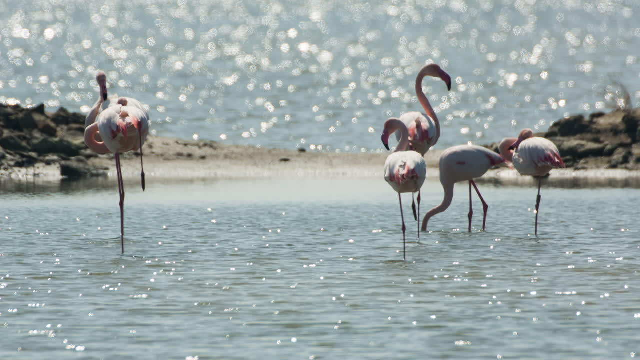 델타 플라밍고 19