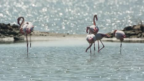 flamencos delta 19