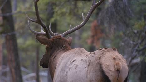 Elk-Bull-antlers-close-up-tilt