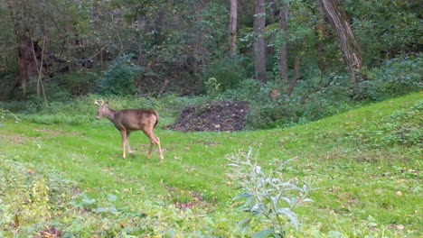 Un-Joven-Venado-De-Cola-Blanca-Camina-Tranquilamente-Por-Un-Sendero-Cuidado-En-El-Bosque-En-La-Parte-Superior-Del-Medio-Oeste-A-Principios-De-Otoño.