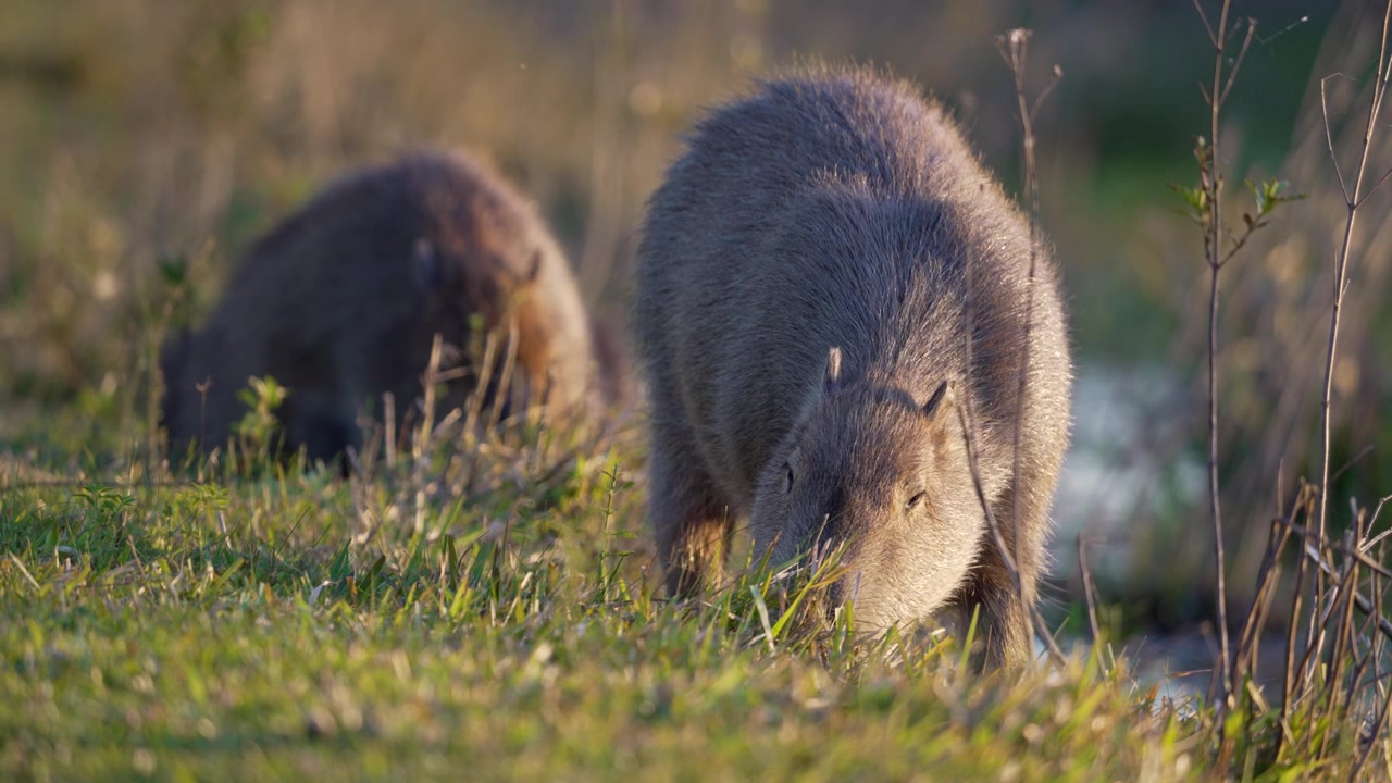 Due capibara pascolano su una sponda erbosa sotto una calda luce solare bassa, uno nitido in primo piano e l'altro sfocato sullo sfondo. Scatto di comportamento naturale per storie sulla fauna selvatica o sulla conservazione