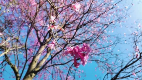 árbol-De-Jacaranda-Morado-Lleno-De-Flores-En-Cámara-Lenta