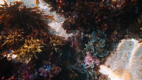 Gloomy-Octopus-Through-Soft-Corals-With-Kelp-Under-The-Sea-In-Australia