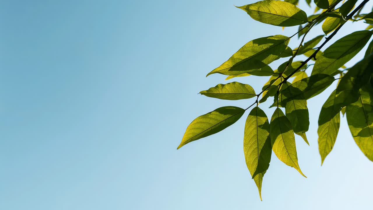 Swaying green leaf cluster shifting, tilting on thin branch in park from gentle breeze, copy space