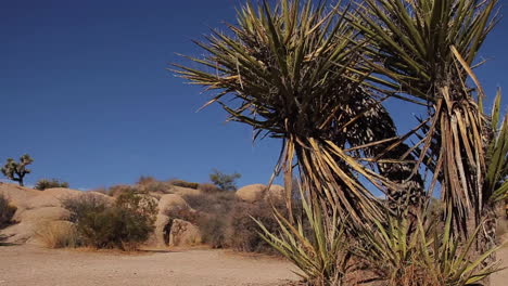 Dolly-Shot-Von-Joshua-Trees-Im-Joshua-Tree-National-Park