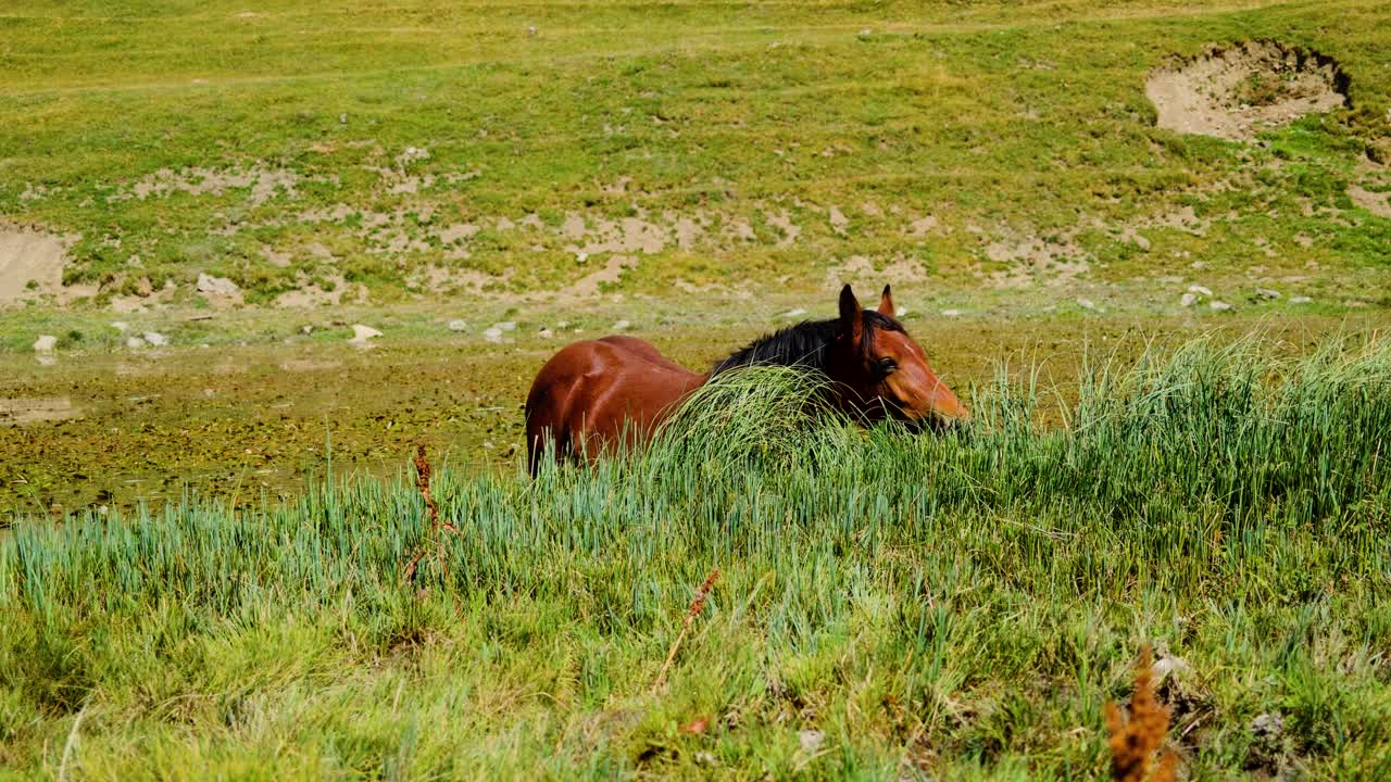 Horse grazes peacefully in tall grass on a green hillside under bright daylight