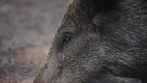 close-up of a wild boar's face