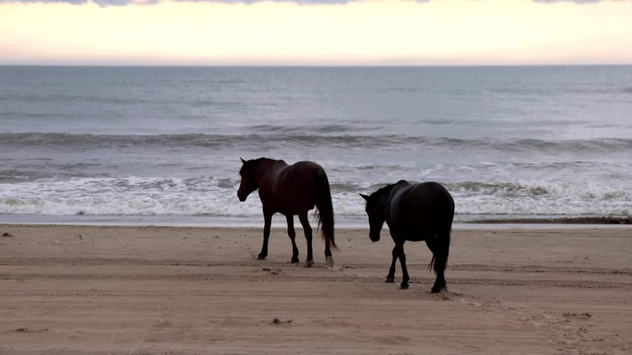 Wild Outer Banks, NC stallion and mare walk on beach toward ocean at sunrise. OBX horses are a huge tourist attraction and protected animal. Beautiful wild horses stroll near ocean in North Carolina.