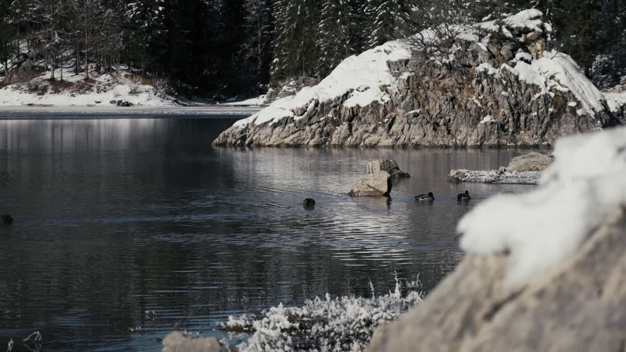 Winter's embrace at Fusine Lake: ducks gracefully traverse the semi-frozen surface, creating a heartwarming scene. Perfect for adding a touch of nature's magic to your winter-themed projects.