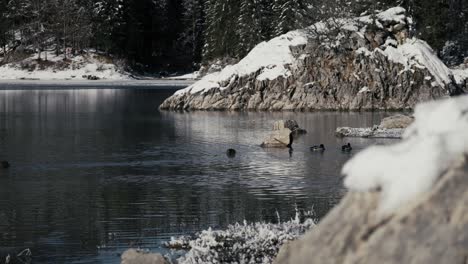 winter's embrace at fusine lake: ducks gracefully traverse the semi-frozen surface, creating a heartwarming scene. perfect for adding a touch of nature's magic to your winter-themed projects.