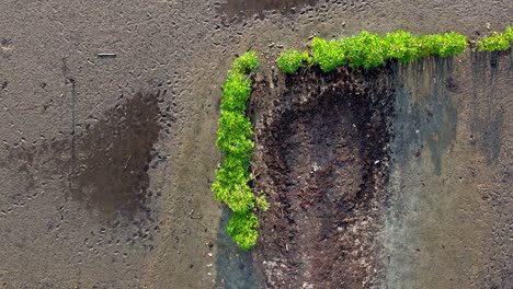 water soaked soil with very few vegetation of trees