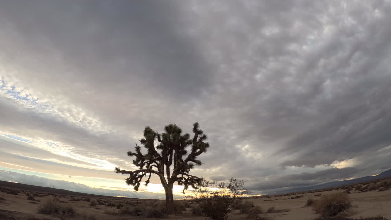 un enorme árbol de joshua en el desierto de mojave con un cielo tormentoso sobre la cabeza - gran angular, lapso de tiempo de ángulo bajo