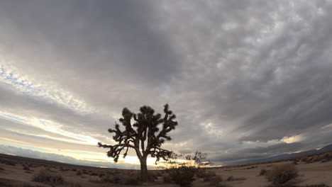 a huge joshua tree in the mojave desert with a stormy cloudscape overhead - wide angle, low angle time lapse